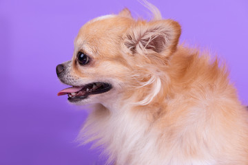 Chihuahua sitting and looking camera in front of purple background