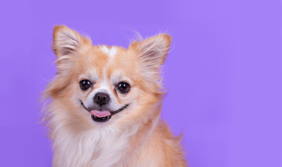 Chihuahua sitting and looking camera in front of purple background