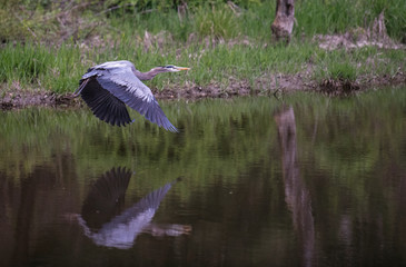 Blue Heron