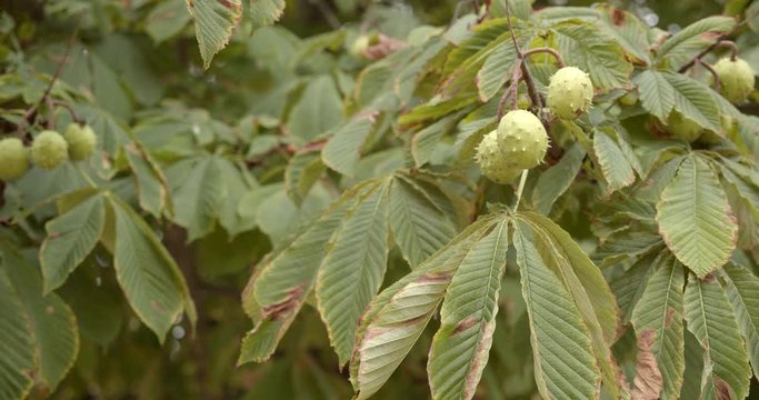 Branches, Leaves and Fruits of a Chestnut Tree waving in the Wind