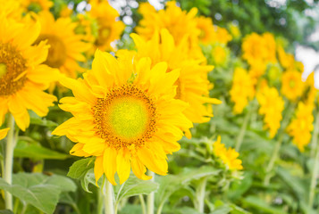 sunflowers in summer