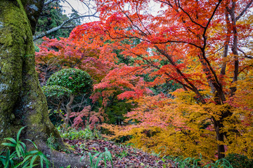Orange and red fall colors in a Japanese garden with a large tree trunk on the left and a round...