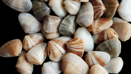 Fresh clam at the beach