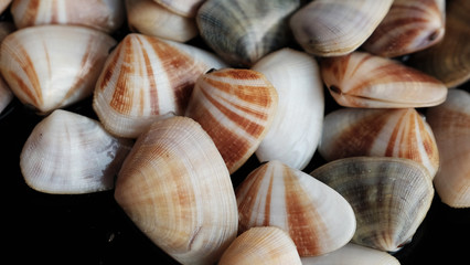 Fresh clam at the beach