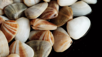 Fresh clam at the beach