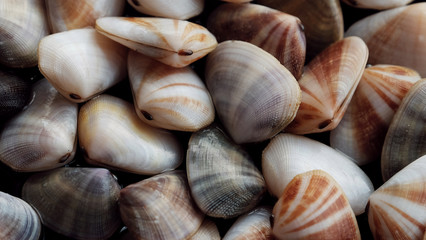 Fresh clam at the beach