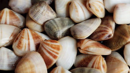 Fresh clam at the beach