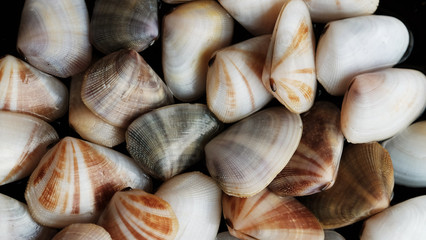 Fresh clam at the beach