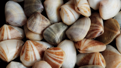 Fresh clam at the beach