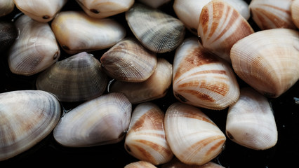 Fresh clam at the beach