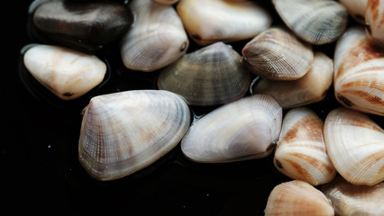Fresh clam at the beach