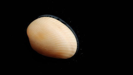 Fresh clam at the beach