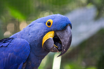 blue and gold macaw