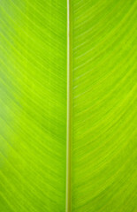 green leaf background