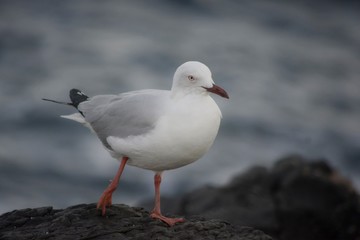 Fototapeta premium Silver gull