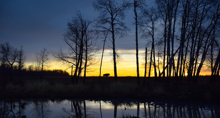 provincia de Alberta Canad&aacute;, con un amanecer azul y en el horizonte un color rojo por el sol saliendo, al fondo un b&uacute;falo que se refleja en el lago.