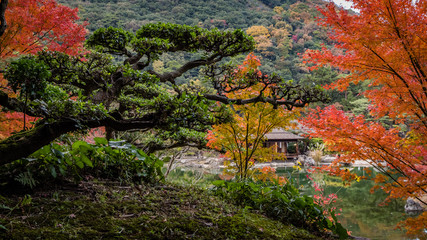 Silhouette of a well pruned pine tree hides a japanese tea house next to orange leaves in a japanese tea garden