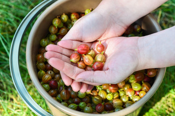 Gooseberry. In women's hands lies gooseberries on the background of a full bucket of gooseberries. The harvest of berries. Summer