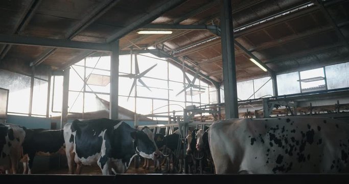 Slow motion of ecologically grown cows used for biological milk products industry in parlour of farm.