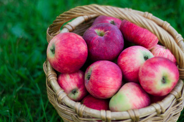 Wicker basket with red fresh tasty ripe apples on green grass. Harvesting summer or fall crops. Close up