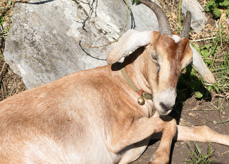Nubian goat