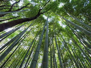 Obraz na płótnie Canvas The Arashiyama Bamboo Grove is one of Kyoto’s