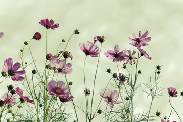 Soft focus blurred cosmos flower for background