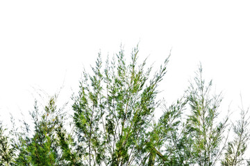 Pine tree isolated on white background