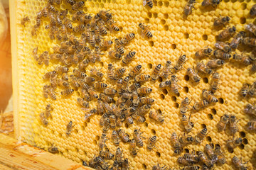 teamwork concept: honey cell with bees