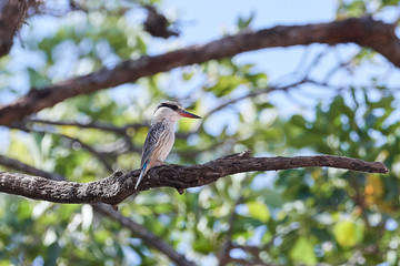 Striped kingfisher (Halcyon chelicuti)