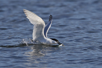 Sandwich tern (Thalasseus sandvicensis)