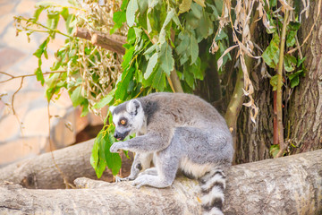 Lemur in the zoo. An animal in captivity. Striped tail.