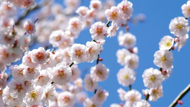 ウメの花 ヤエアサヒ, 八重旭