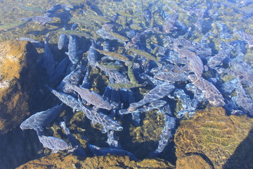 透明度の高い水の中にひしめく魚群(山梨県)