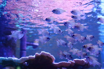 Fototapeta na wymiar 熱帯魚