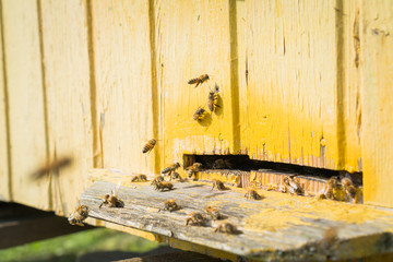 Swarm of bees at yellow beehive entrance