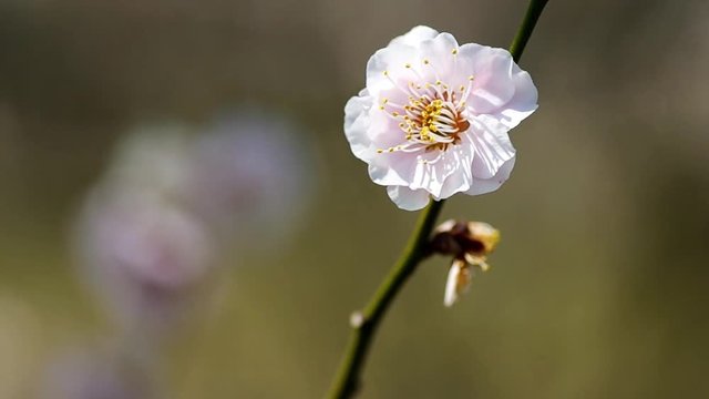 ウメの花 ヤエアサヒ, 八重旭