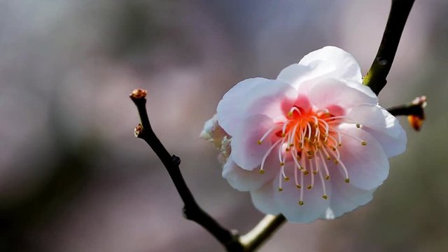 ウメの花 ヤエアサヒ, 八重旭