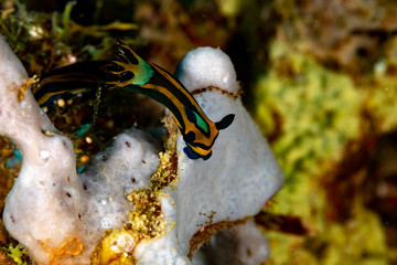 Nembrotha is a genus of sea slugs, nudibranchs, marine gastropod molluscs in the family Polyceridae