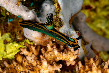 Obraz na płótnie Canvas Nembrotha is a genus of sea slugs, nudibranchs, marine gastropod molluscs in the family Polyceridae
