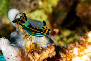 Nembrotha is a genus of sea slugs, nudibranchs, marine gastropod molluscs in the family Polyceridae