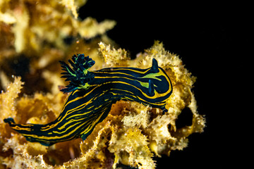 Tyrannodoris luteolineata, Roboastra luteolineata is a species of sea slug, a polycerid nudibranch, a marine gastropod mollusc in the family Polyceridae