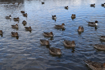 池で泳ぐオナガガモ