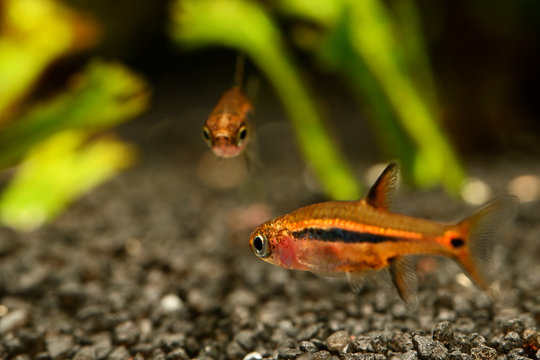 Boraras brigittae - A small nano fish in an aquarium.