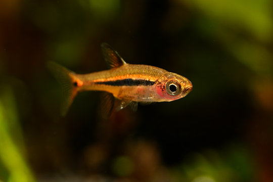 Boraras brigittae - A small nano fish in an aquarium.