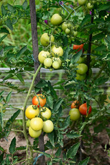 Ripening fruits of tomato on plant.