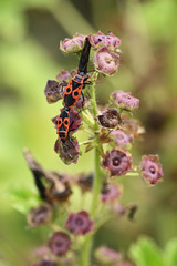 Red mating beetles on the seeds of the spleen.