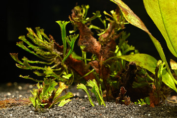 Green leaves of aquarium plant in aquarium.