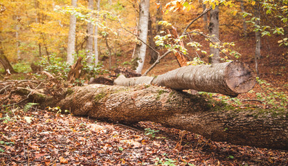 Trees in the autumn forest. Autumn