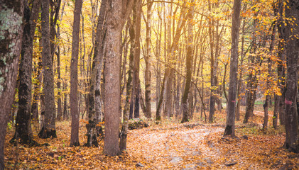 Trees in the autumn forest. Autumn